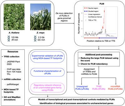 A comprehensive map of preferentially located motifs reveals distinct proximal cis-regulatory sequences in plants